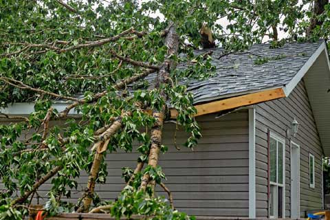 Insurance-Claim-Roof-TREE-DAMAGE-Arab-AL-Madison-AL-Hunstville-AL-Decatur-AL-Baldwin-County-AL